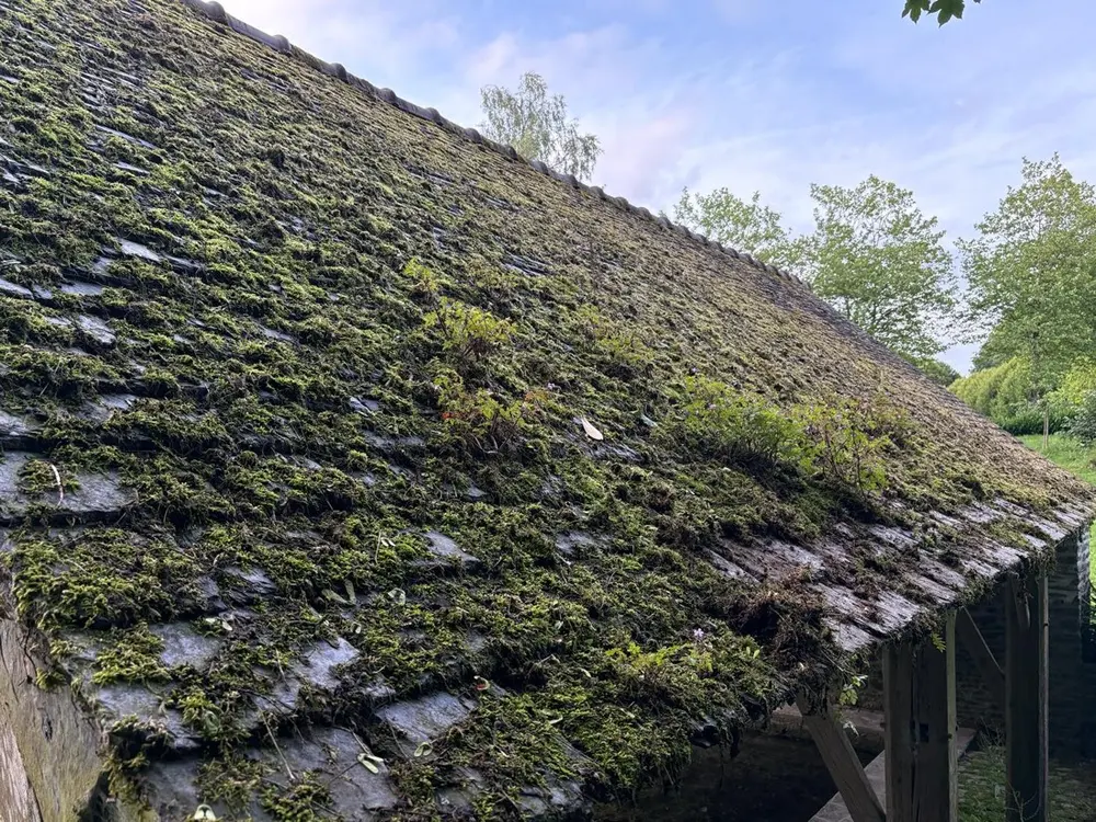 Toiture ancienne envahie par la mousse et la végétation